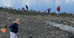 Volunteers cleaning up marine debris along a shoreline covered in logs.