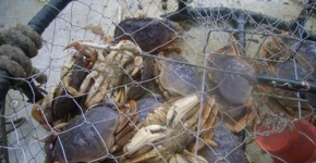 Derelict Dungeness Crab Pot. 