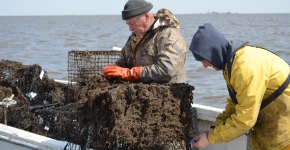 A crabber removes a derelict crab pot.