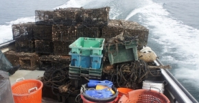 Derelict lobster traps removed from Long Island Sound.