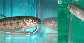 Two small fish are shown side by side in a clear container of water.