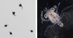 A microscopic crab larvae is being viewed through a microscope.