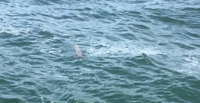 A piece of debris floating in a tideline in the Delaware Bay.