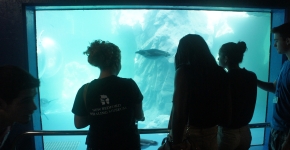 New Bedford & YCC observe a penguin at Mystic Aquarium.
