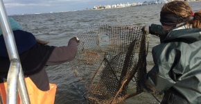 Participants remove a derelict crab pot.