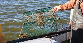 A person taking a derelict crab pot out of the water.