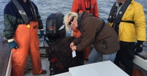 A project worker on a boat, tagging a derelict crab pot.