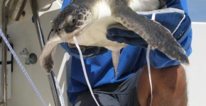 Juvenile Kemp's Ridley Sea Turtle - Ingested balloon ribbon(Photo Credit: Witherington FWC)