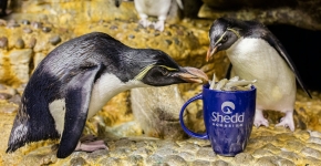 Two penguins eating fish from a mug.