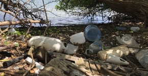 Marine debris accumulation in a mangrove forest in the U.S. Virgin Islands (Photo: Kristin Wilson Grimes, University of the Virgin Islands).
