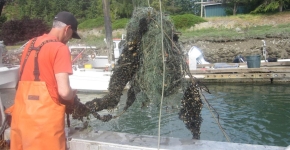 A tangle of green netting is lifted from the water with the support of a machine.