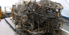 Derelict crab pots. 