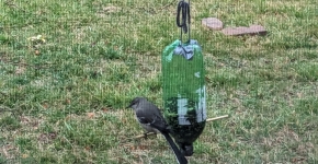 A grey bird perched on a bird feeder made from a repurposed bottle.