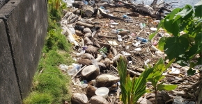 Single-use cups, containers, and other debris along the edge of Pala Lagoon.