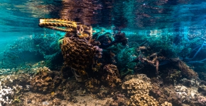 A heavy derelict net on a coral reef.
