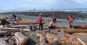 Four people surveying a beach for marine debris.