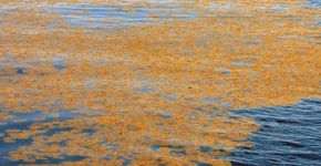 Floating Sargassum. (Photo Credit: University of Southern Mississippi Gulf Coast Research Laboratory)