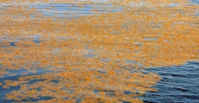 Floating Sargassum on the top of the water column.