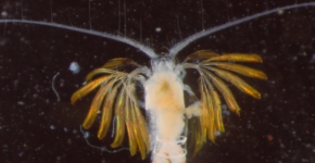 Copepod Example (Photo Credit: Jason P. Landrum).