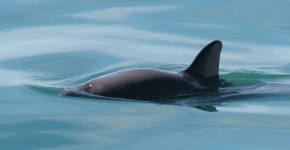 The dorsal fin of a vaquita coming out of the water as the animal surfaces.