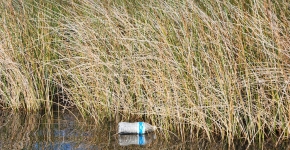 A plastic water bottle floating along the shoreline of a marsh.