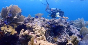 A diver collecting underwater marine debris.