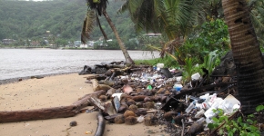 A beach with palm trees, littered with debris.