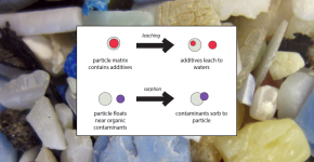 Leaching from and sorbing to microplastics was the main focus of this study.