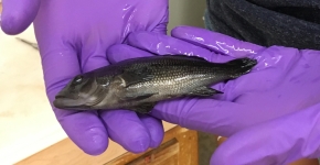 A fish resting in a researcher’s gloved hands.