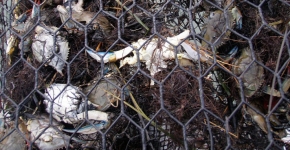 Blue crabs are caught in a derelict crab trap. 