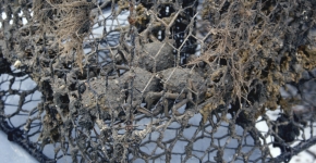 Blue crabs trapped in a derelict pot. 