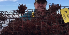 A fisherman holding a derelict crab pot.