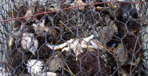 Bycatch Example (Photo Credit: VIMS).