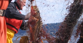 Fishermen hauling in a net with fish in it.