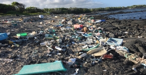 A beach shoreline covered in marine debris.