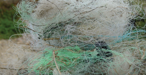 A tangled mass of monofilament fishing line.