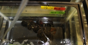 Mussels in a UC Davis laboratory receive polymers with PCBs.