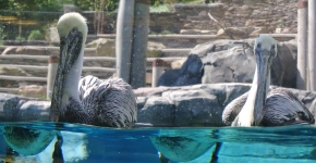 Brown pelicans float in their exhibit pool. 