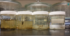 A variety of samples from Gulf of Alaska surface waters. (Photo Credit: University of Washington Tacoma)