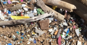 Plastic fragments mixed with driftwood on a lake shoreline.