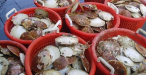 Buckets full of scallops.