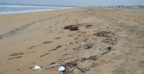 Marine debris on a beach in California. 