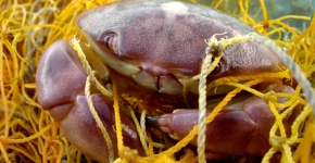 A crab entangled in a yellow net.