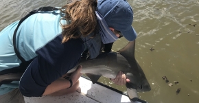 Fellow on a boat carefully holding a small shark and preparing to put it back into the water.