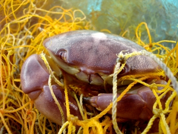 A crab tangled in a yellow derelict fishing net.