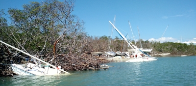 Boats stranded in mangroves. 