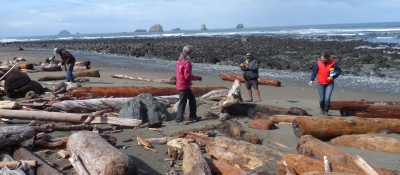 Four people surveying a beach for marine debris.