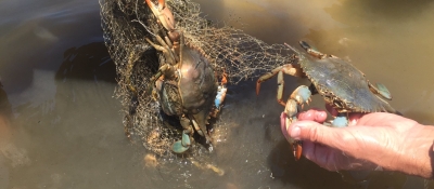 Crabs caught in marine debris.