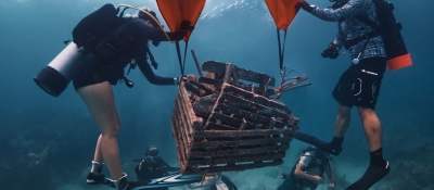 Two divers use lift bags to carry a lobster trap up to the surface of the water with three other divers in the background.