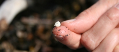 A bead of polystyrene foam. 